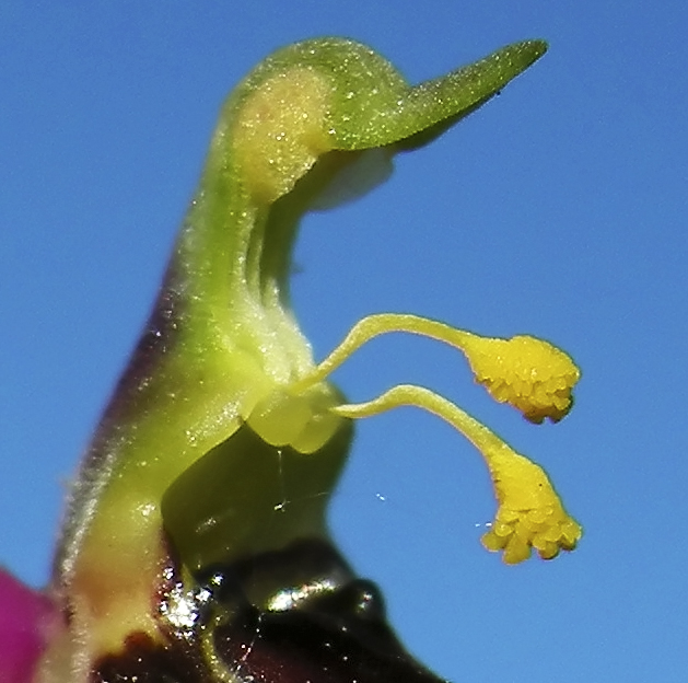 Orchidee del Chianti 2009